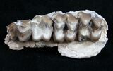 Oreodont (Merycoidodon gracilis) Jaw Section #9446-2